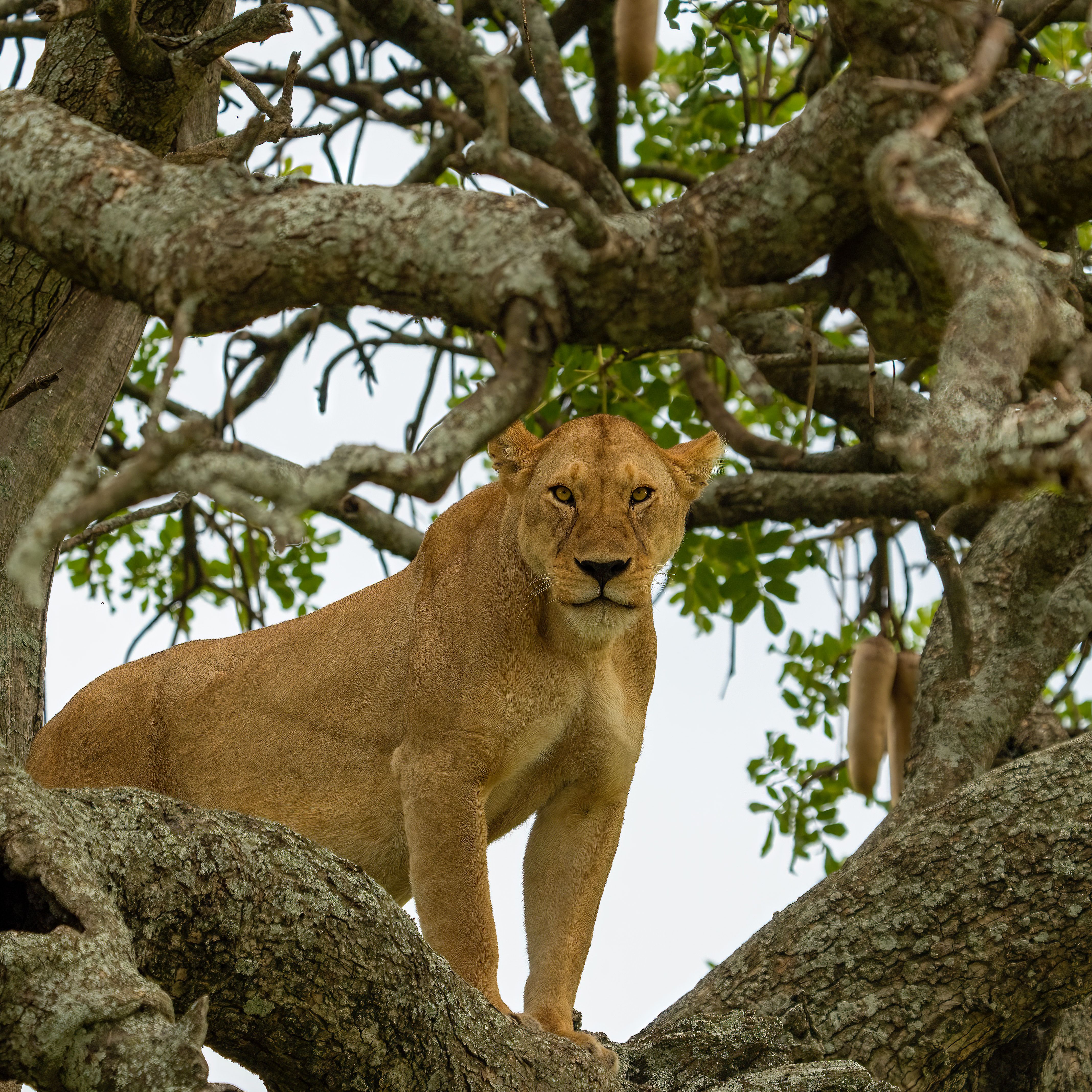 Tree-climbing lioness standing in a fig tree at Lake Manyara National Park, Tanzania